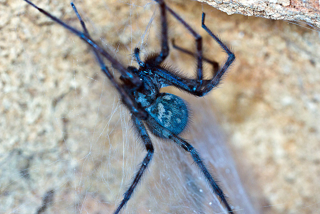 Tegenaria parietina